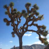Review photo of Black Rock Campground — Joshua Tree National Park by Michael K., June 13, 2016