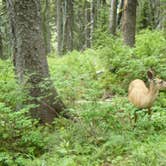 Review photo of Rising Sun Campground — Glacier National Park by Elliott B., October 1, 2016