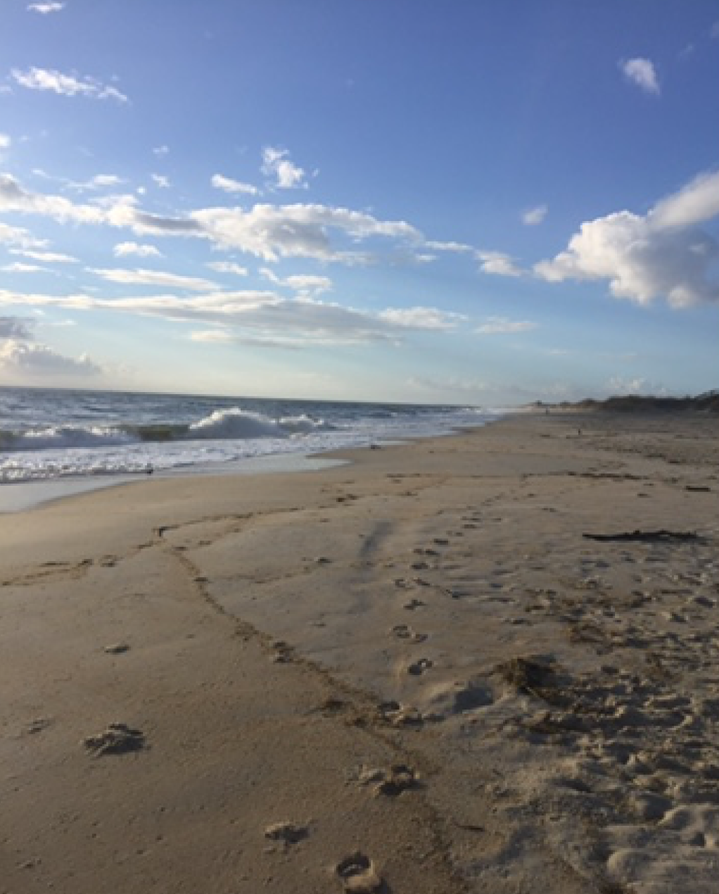 Camper submitted image from Ocracoke Campground — Cape Hatteras National Seashore - 5