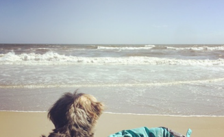 Kayko S.'s photo of camping with pets at Cape Point — Cape Lookout National Seashore near Cape Hatteras National Seashore