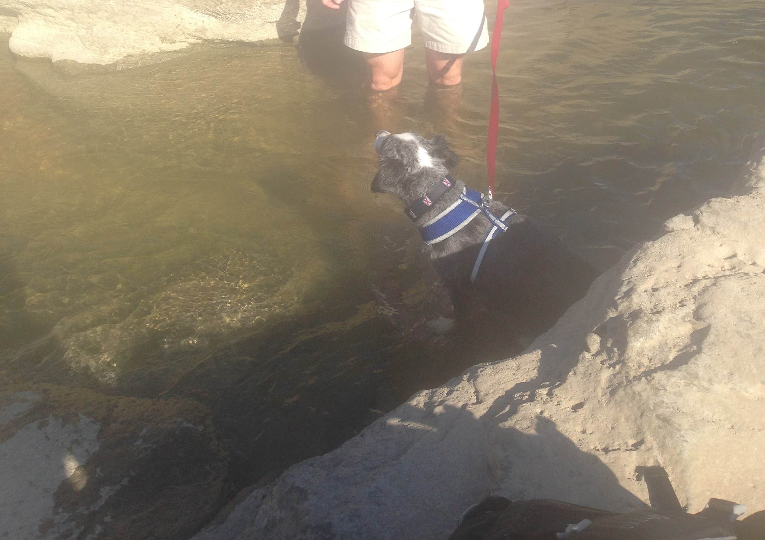 Talon W.'s photo of camping with pets at Pedernales Falls State Park Campground near Buchanan Dam, TX