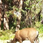 Review photo of Upper Pines Campground — Yosemite National Park by Molly & Armand K., June 14, 2016