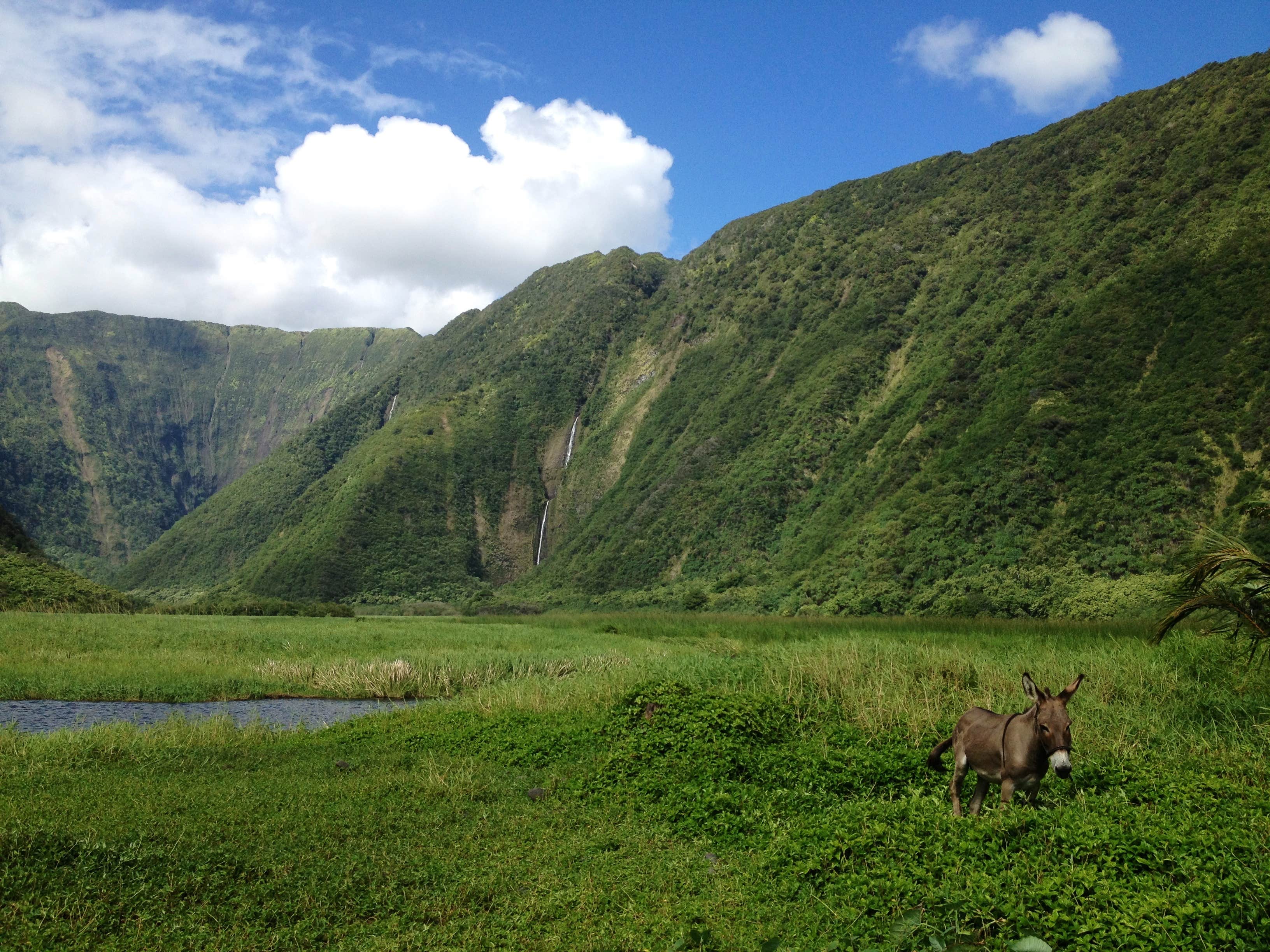 Camper-submitted photo at Waimanu Campsite near Pu'u O Umi Natural Area Reserve