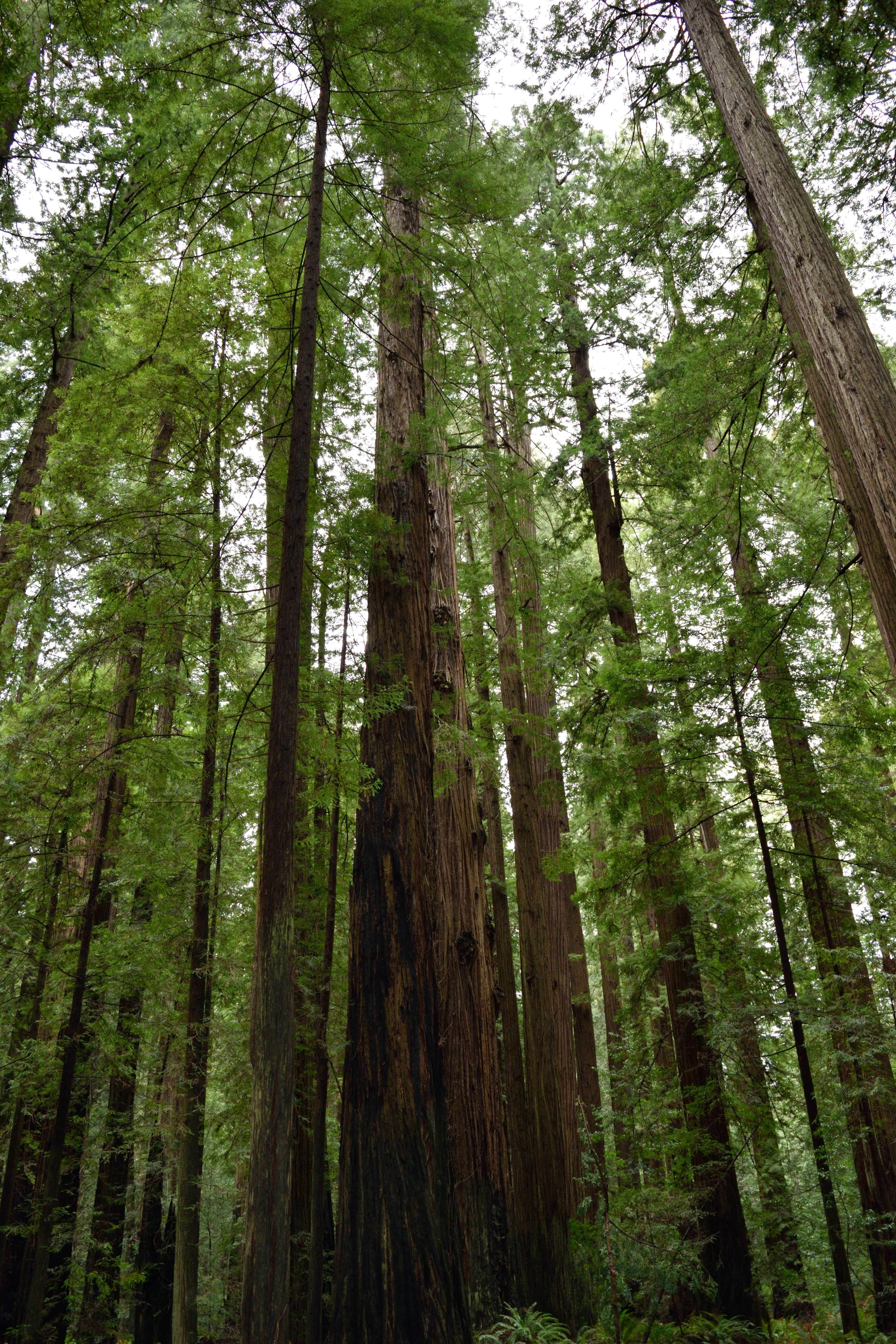 Camper-submitted photo at Burlington Campground — Humboldt Redwoods State Park near Hayfork, CA