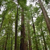 Review photo of Burlington Campground — Humboldt Redwoods State Park by Bjorn S., January 20, 2015