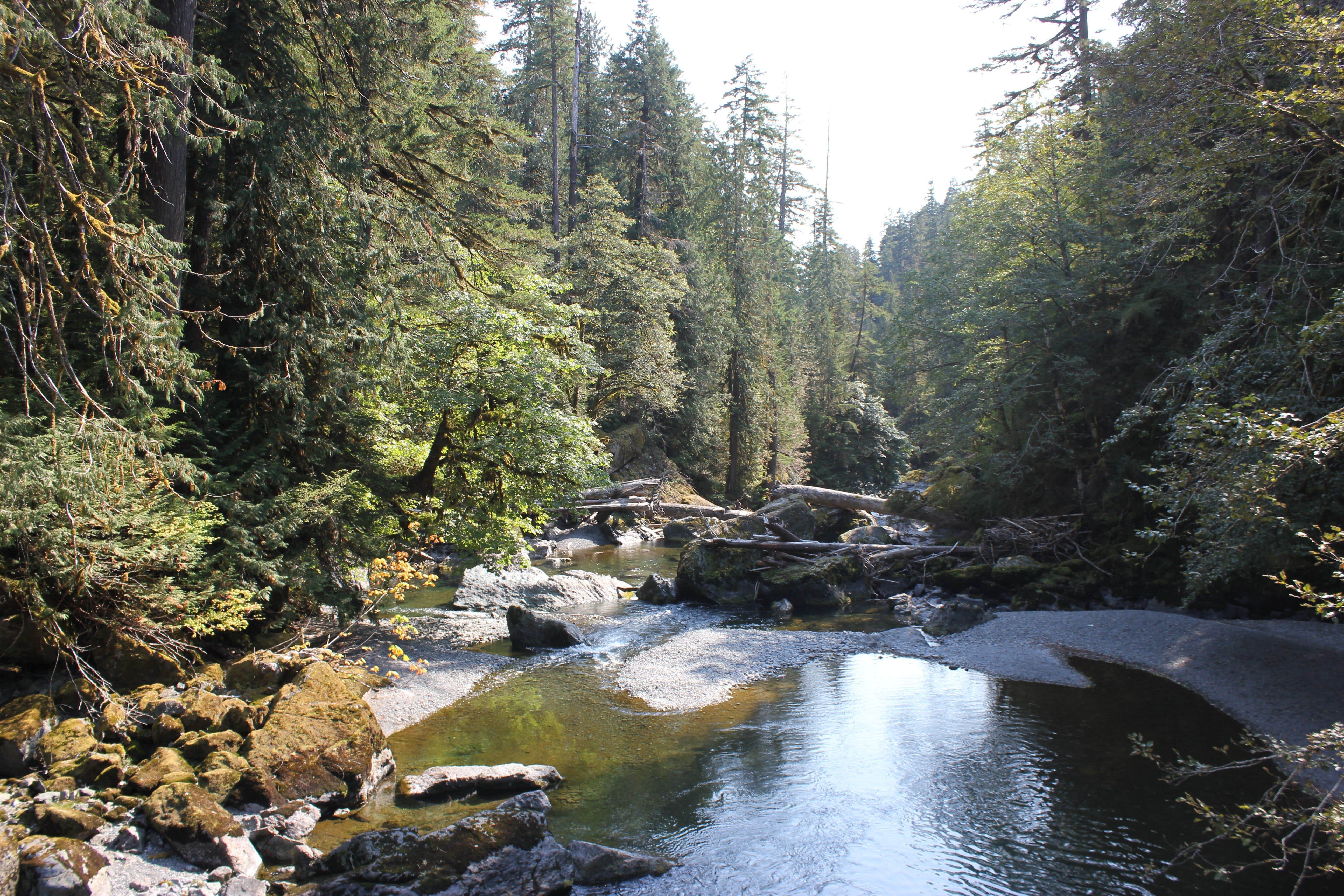 Camper submitted image from Staircase Campground — Olympic National Park - 2