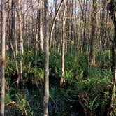Review photo of Burns Lake Campground — Big Cypress National Preserve by Dave V., October 1, 2016