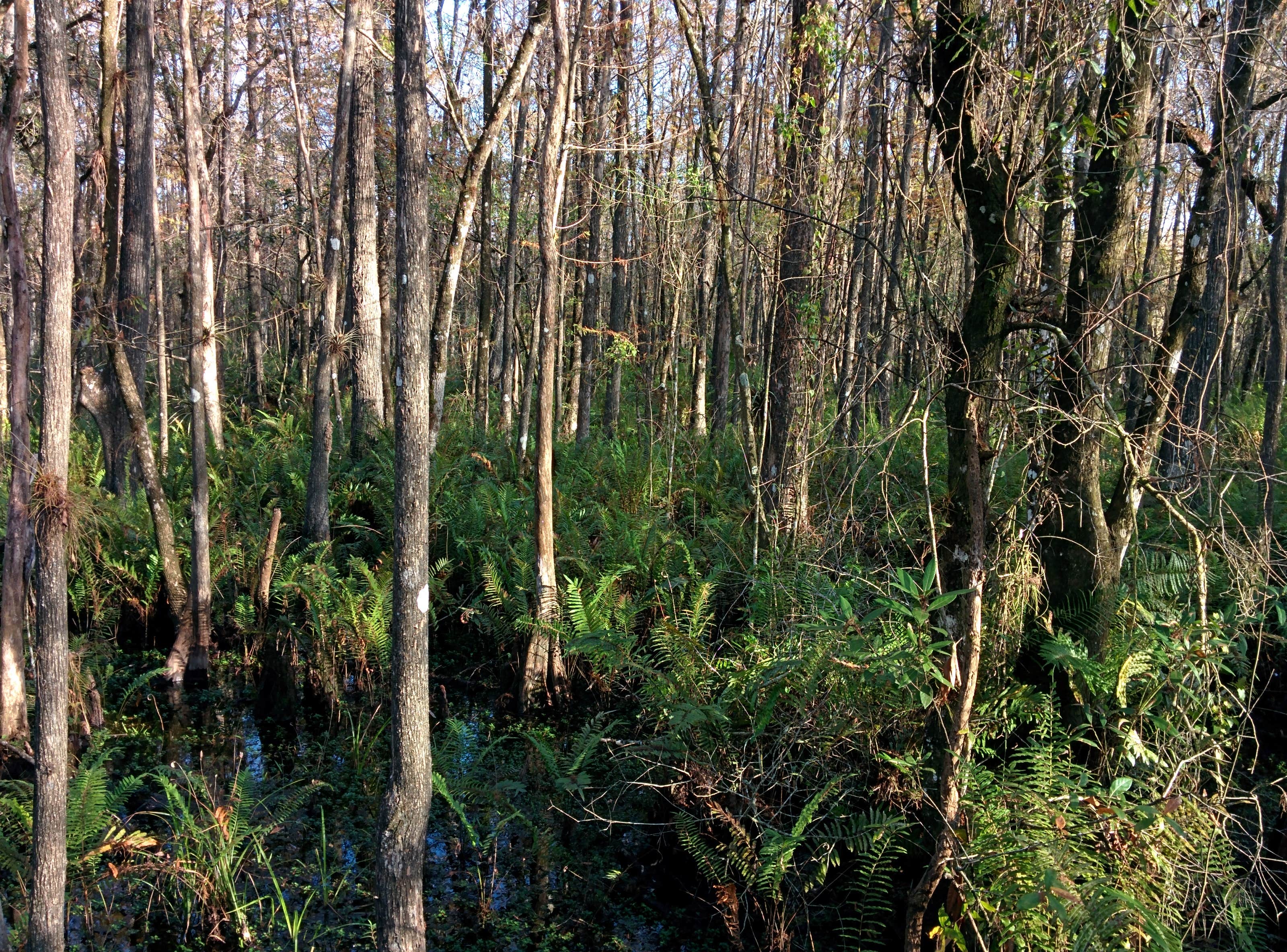 Camper submitted image from Burns Lake Campground — Big Cypress National Preserve - 5