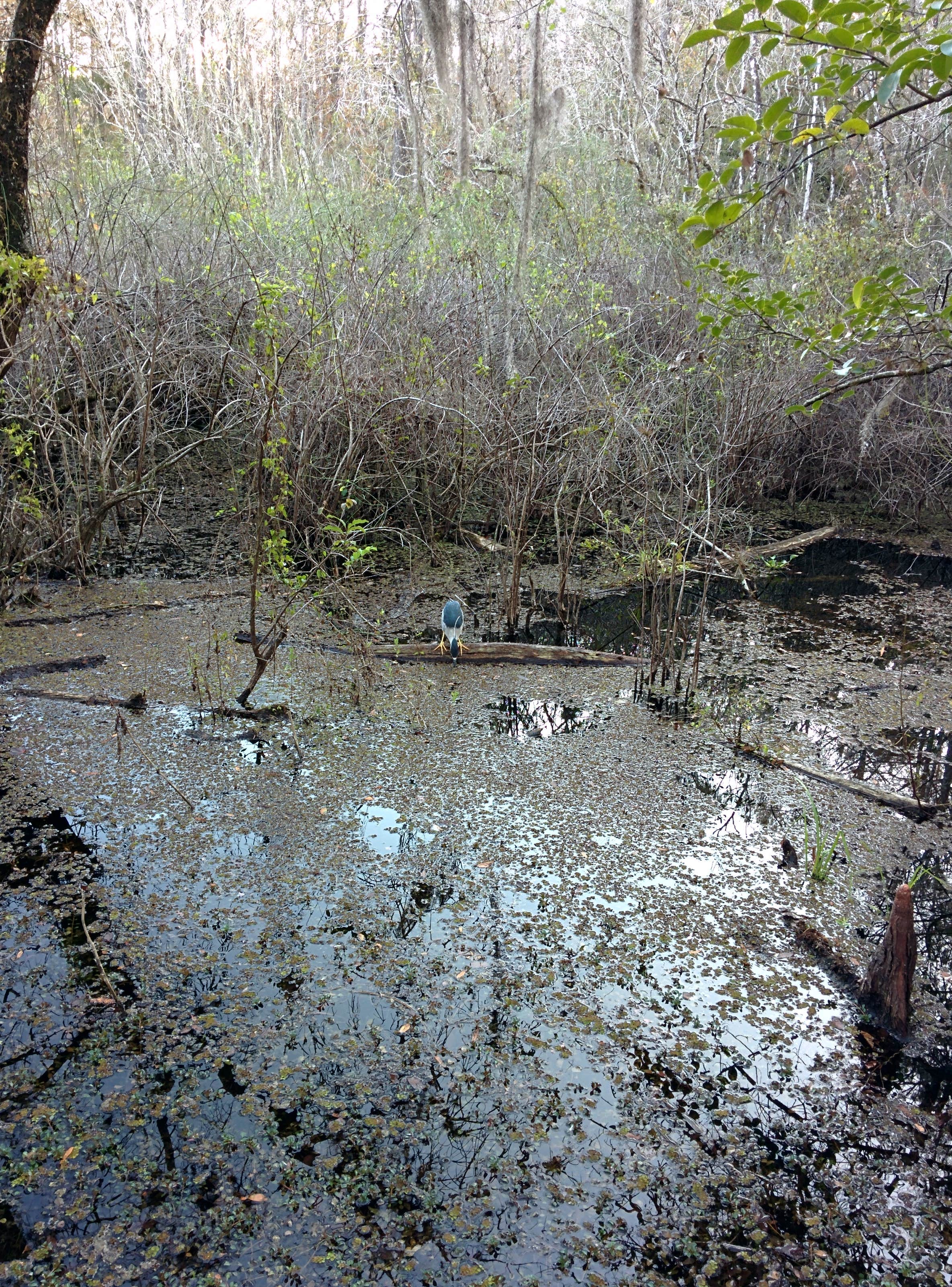 Camper submitted image from Burns Lake Campground — Big Cypress National Preserve - 2