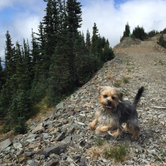 Review photo of Cougar Rock Campground — Mount Rainier National Park by Kayko S., October 1, 2016
