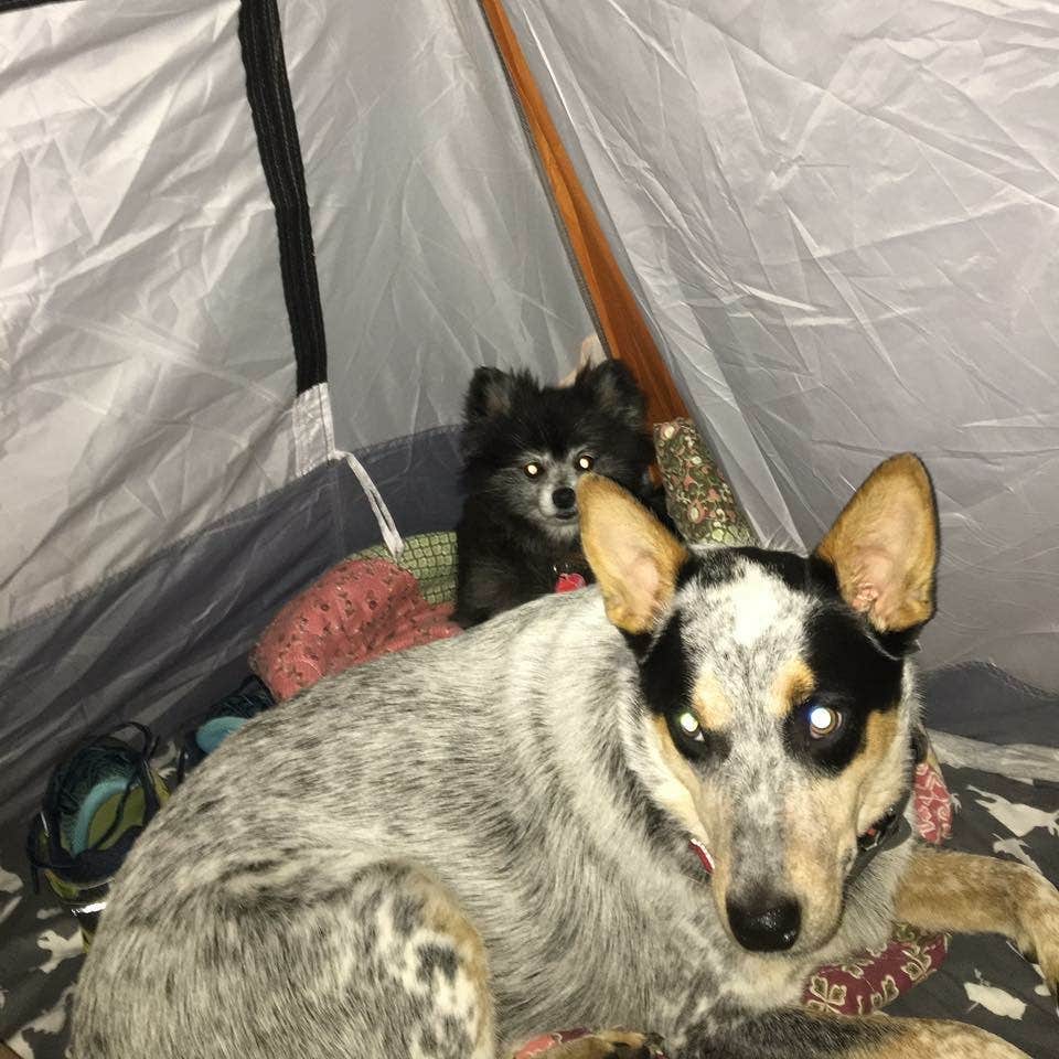 Shelly S.'s photo of camping with pets at Cave-in-Rock State Park near Madisonville, KY