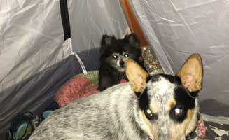 Shelly S.'s photo of camping with pets at Cave-in-Rock State Park near Herod, IL