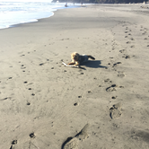 Review photo of Cape Disappointment State Park Campground by Kayko S., October 1, 2016