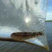 Review photo of Coles Creek Recreation Area by Sarra W., October 1, 2016