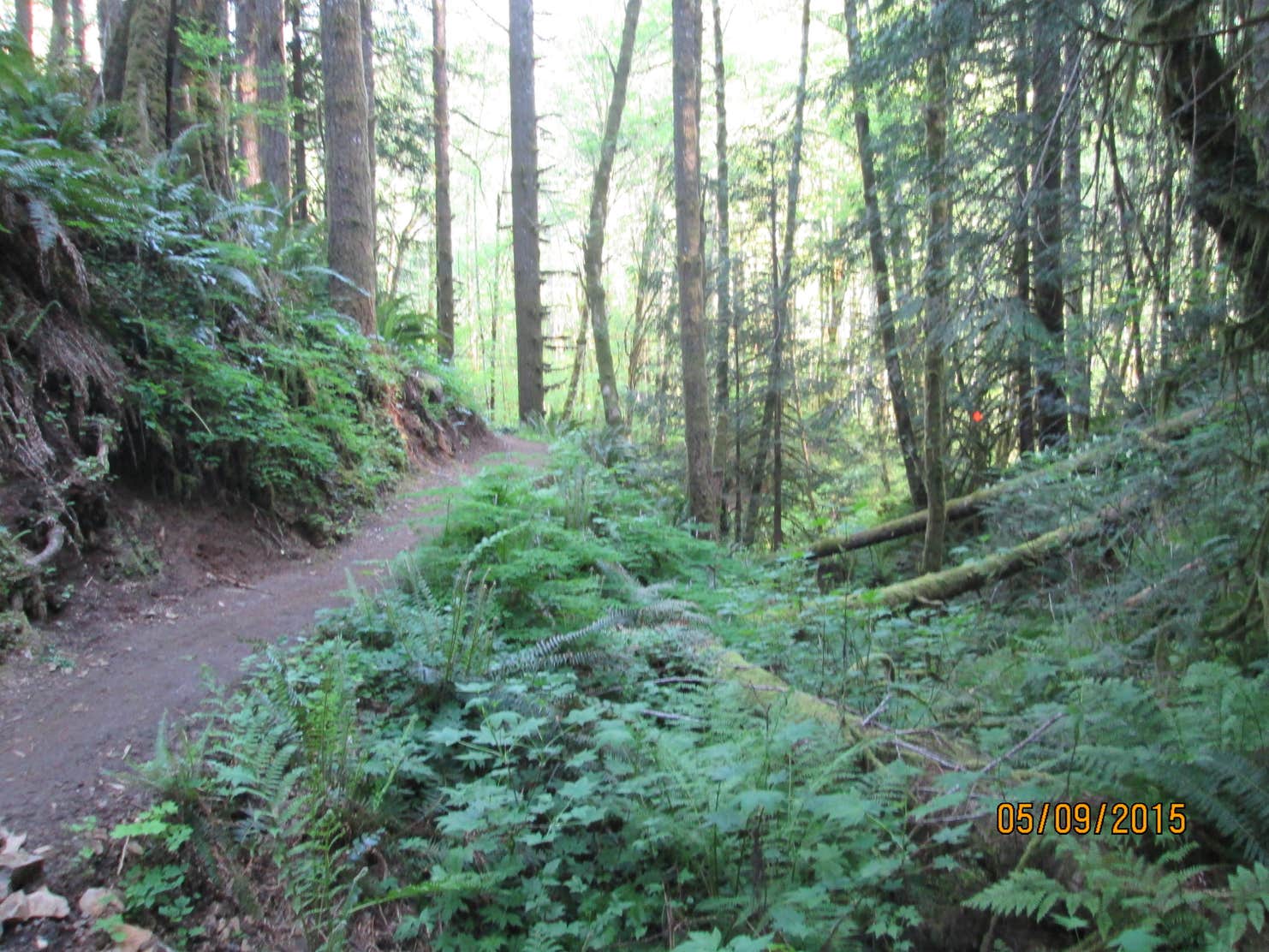 Gales Creek Campground Camping The Dyrt