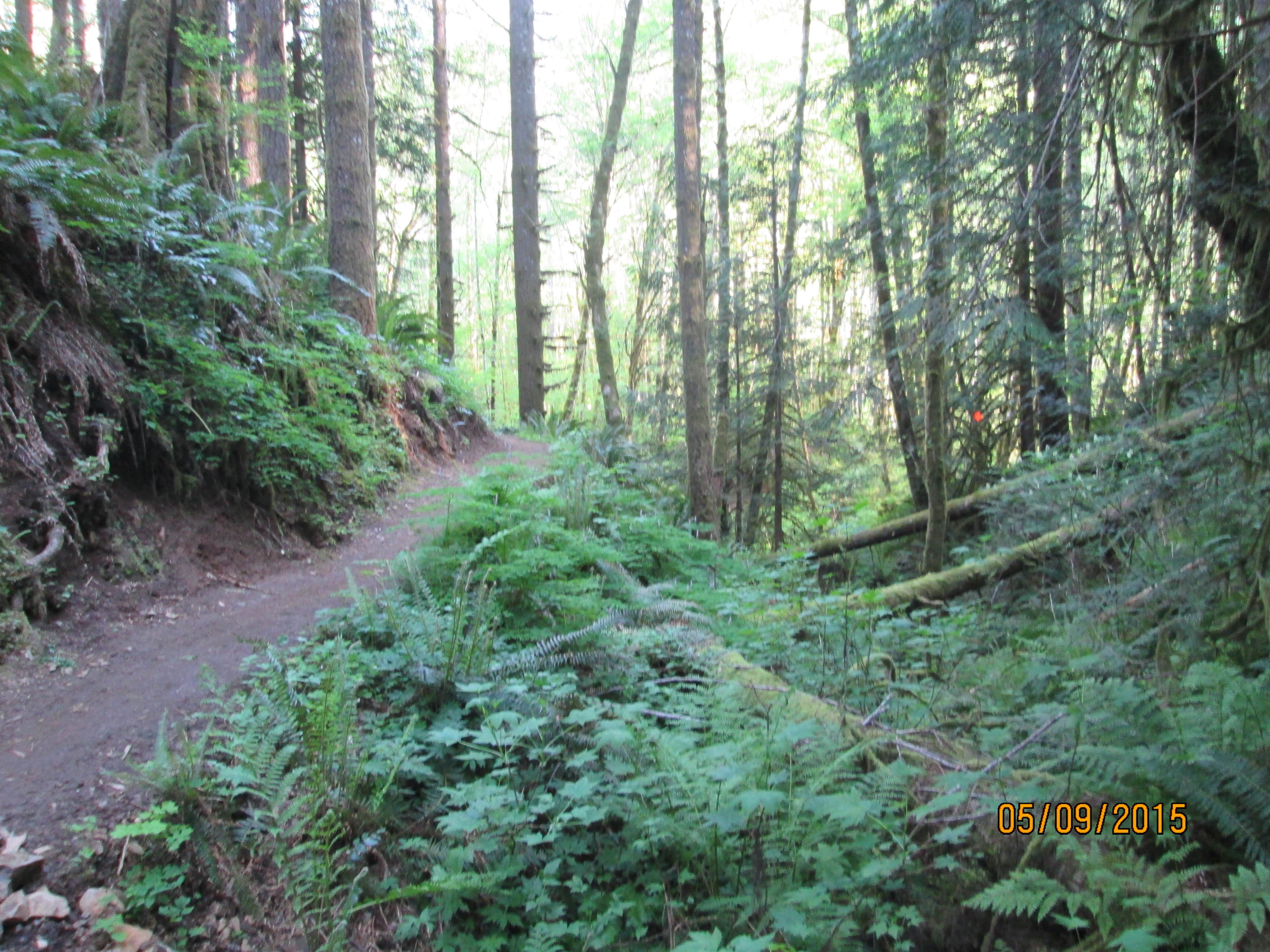 Camper submitted image from Gales Creek Campground - 2