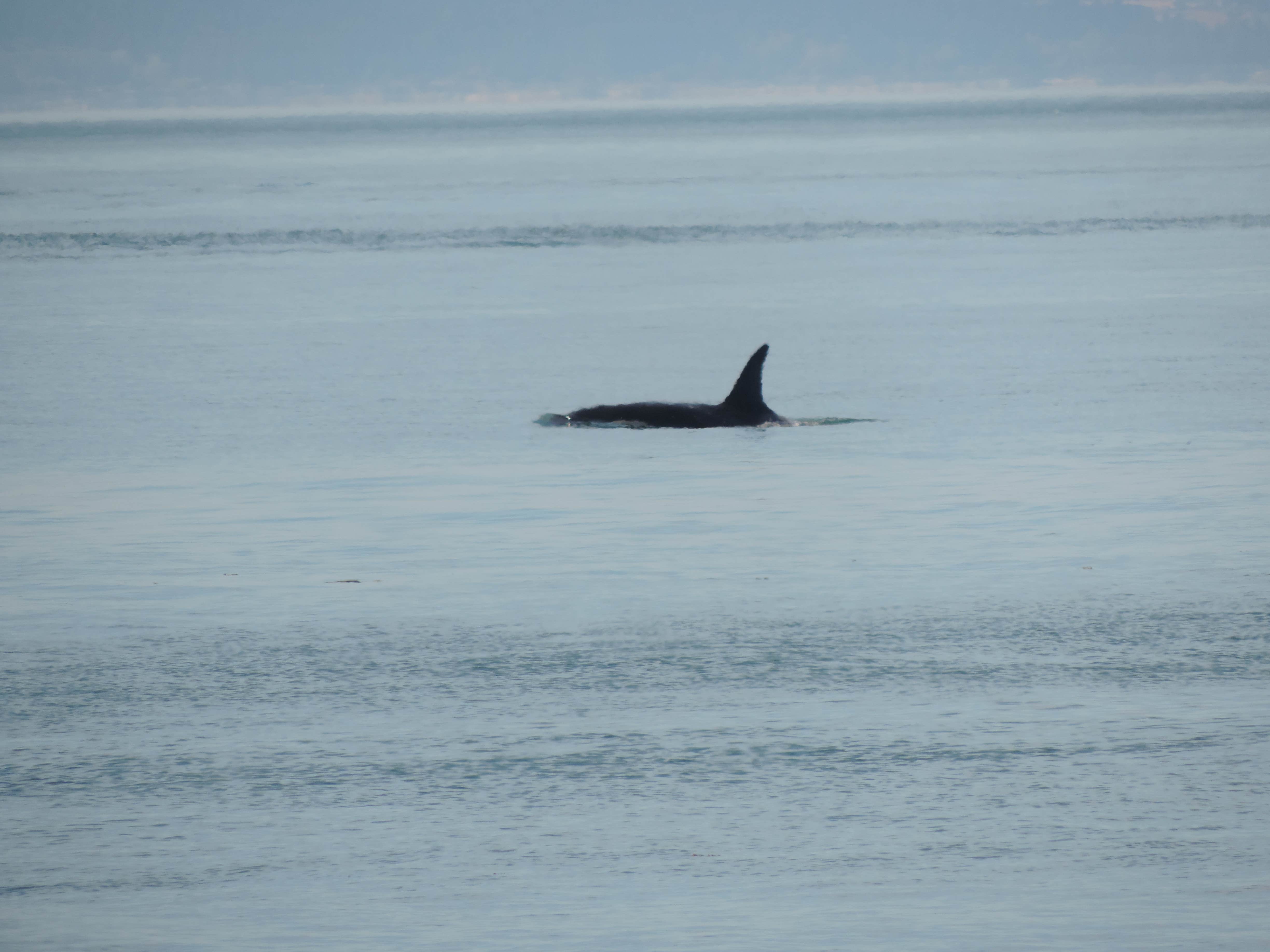 Camper-submitted photo at Lakedale Resort near Lopez Island, WA