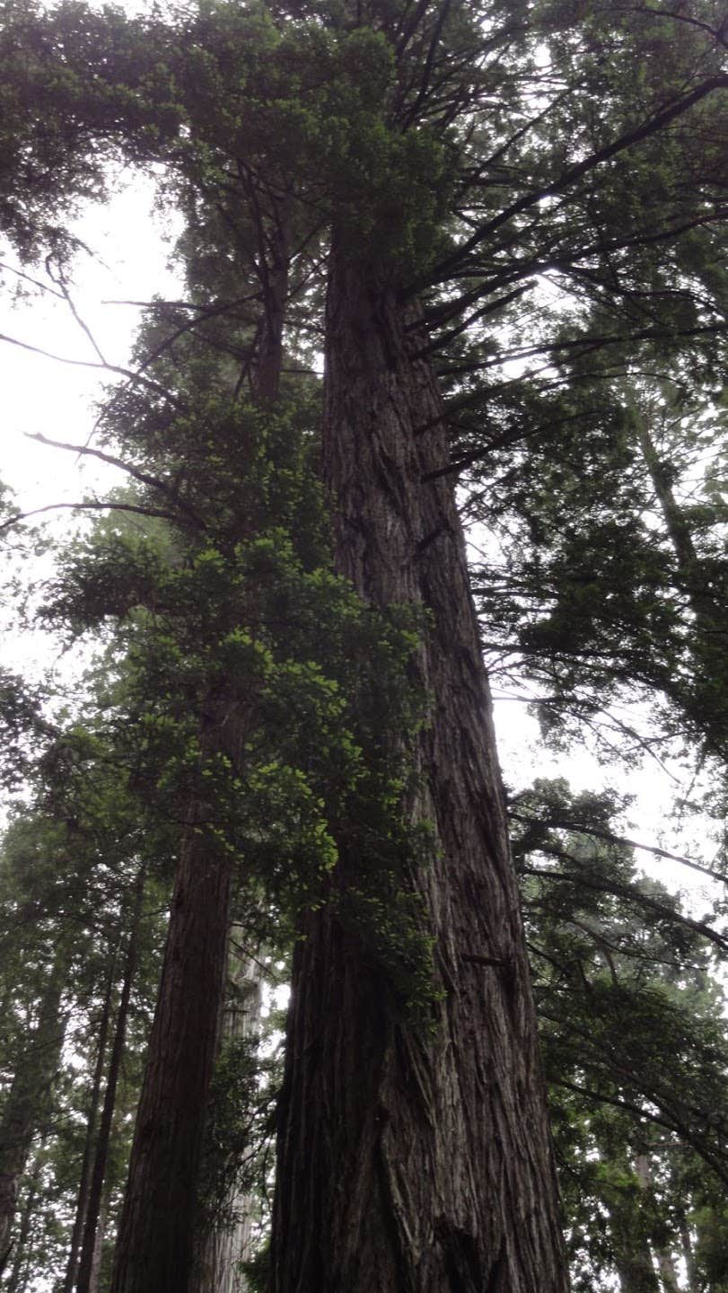 Camper submitted image from Abalone Campground — Sue-meg State Park - 2