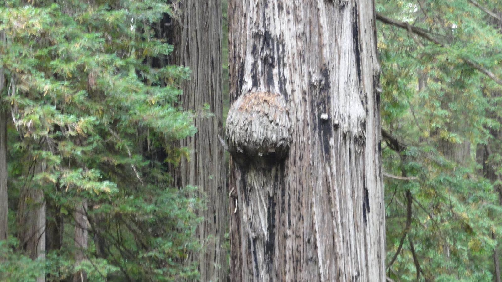 Camper-submitted photo at Abalone Campground — Sue-meg State Park near Blue Lake, CA