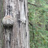 Review photo of Abalone Campground — Sue-meg State Park by Corinna B., October 1, 2016