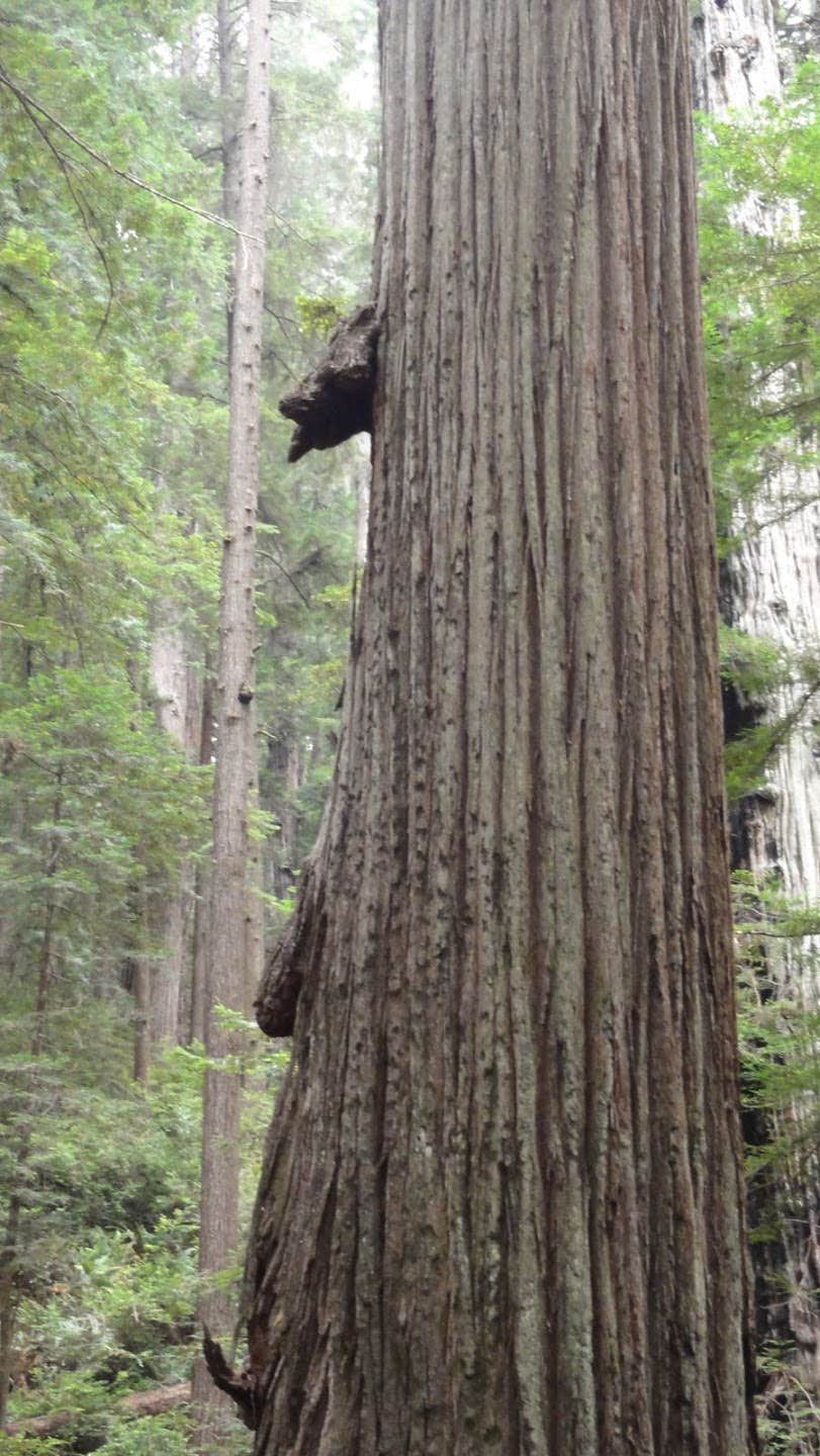 Camper-submitted photo at Abalone Campground — Sue-meg State Park near Blue Lake, CA
