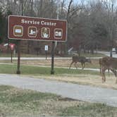 Review photo of Mammoth Cave Campground — Mammoth Cave National Park by Brad O., June 14, 2016