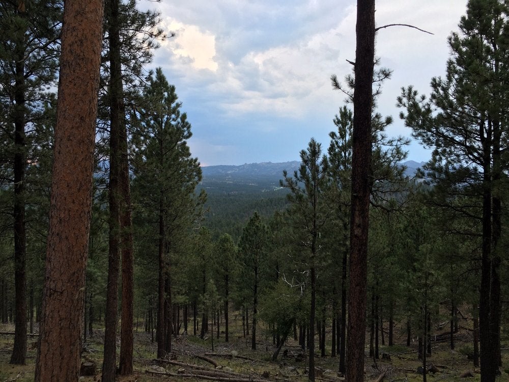 Camper submitted image from Stockade North Campground — Custer State Park - 2