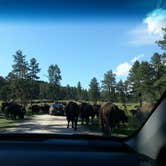 Review photo of Stockade North Campground — Custer State Park by jasmine L., October 1, 2016