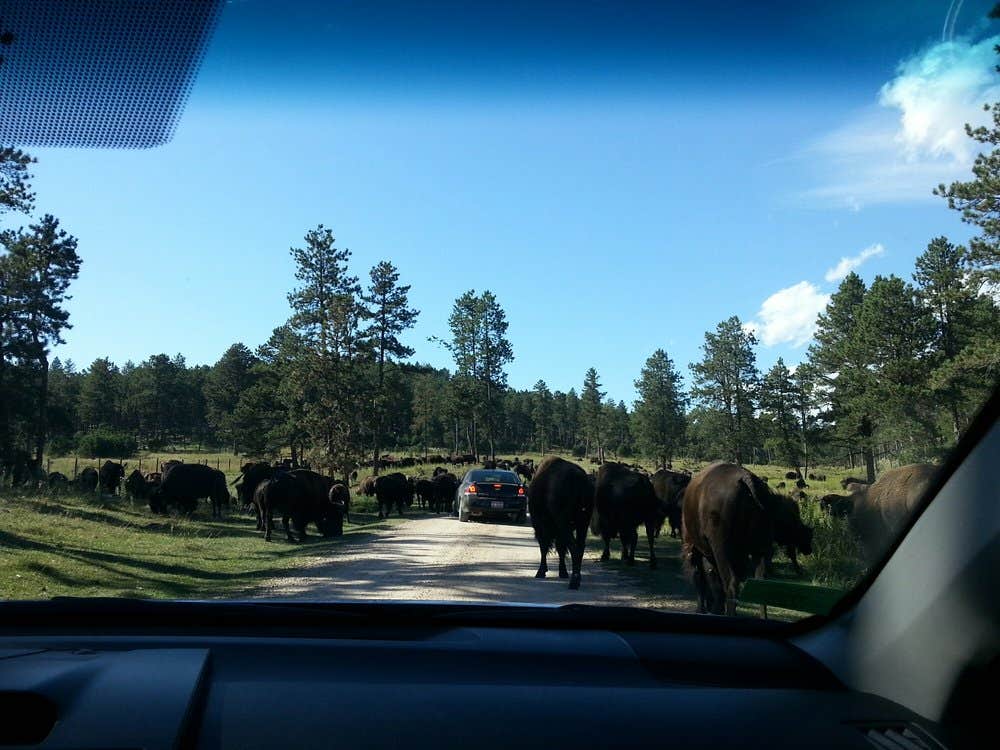 Camper submitted image from Stockade North Campground — Custer State Park - 3