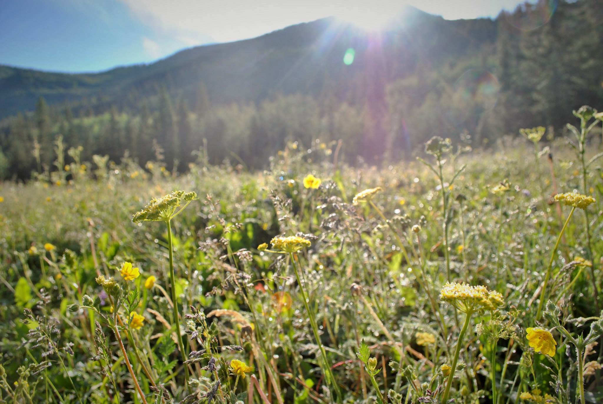 Camper submitted image from Priest Lake Dispersed Camping Area - 2