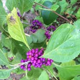 Review photo of Lake Bob Sandlin State Park Campground by Dianne C., October 2, 2016