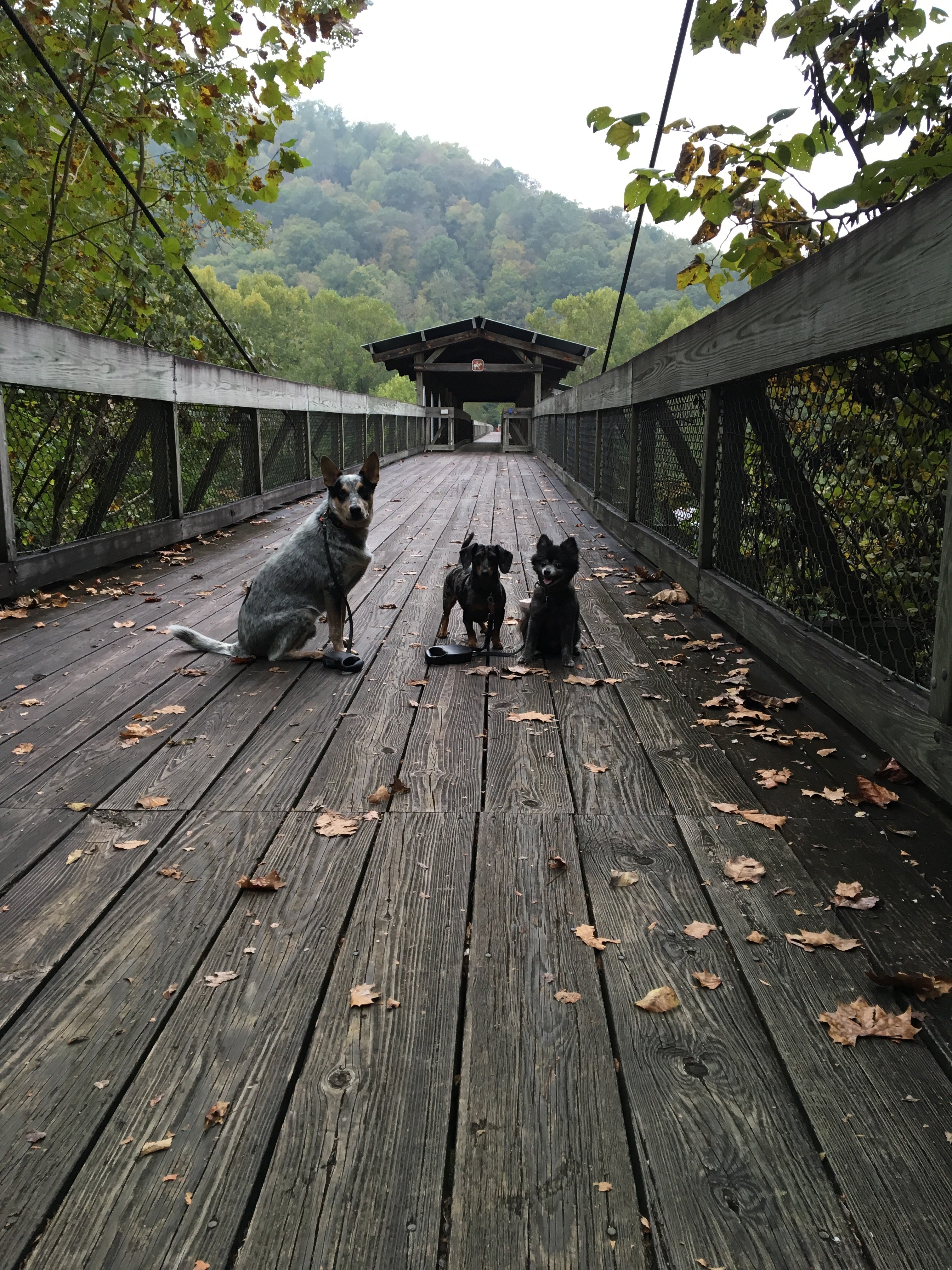 Camper submitted image from Blue Heron Campground — Big South Fork National River and Recreation Area - 4