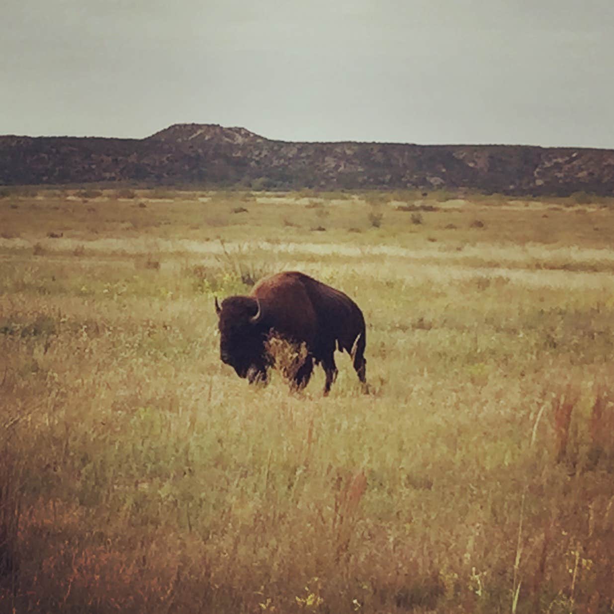 Camper submitted image from Honey Flat Camping Area — Caprock Canyons State Park - 3