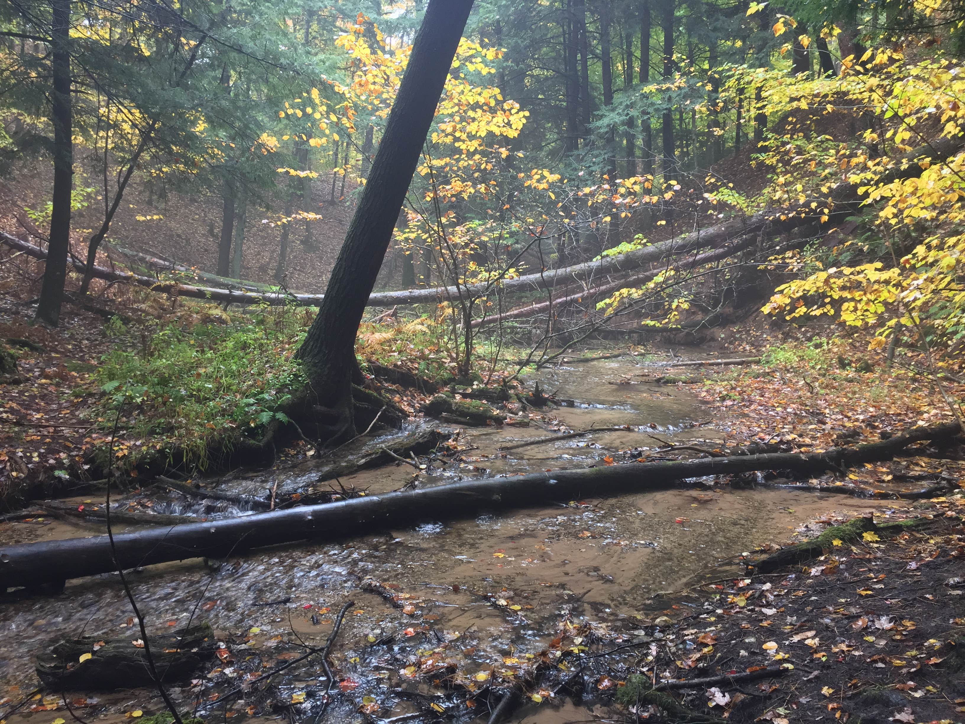 Camper submitted image from Manistee River Bridge Campground - 2