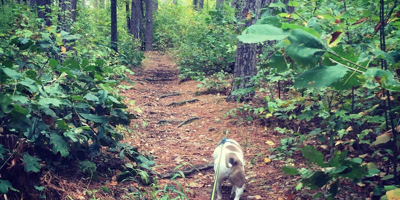 Camper submitted image from Lake Wedington -- Temporarily CLOSED