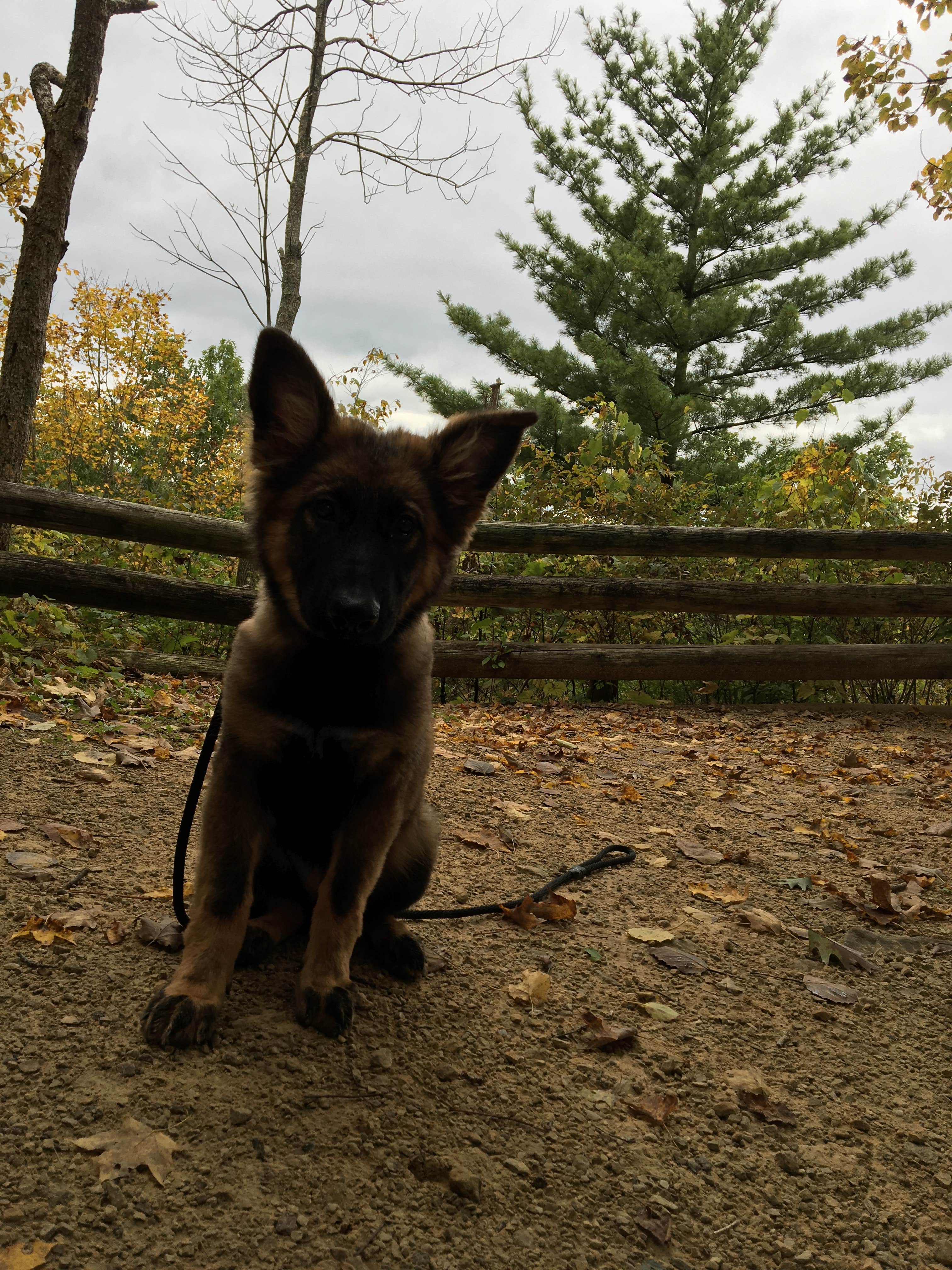 Kristina K.'s photo of camping with pets at Wildcat Mountain State Park Campground near La Farge, WI