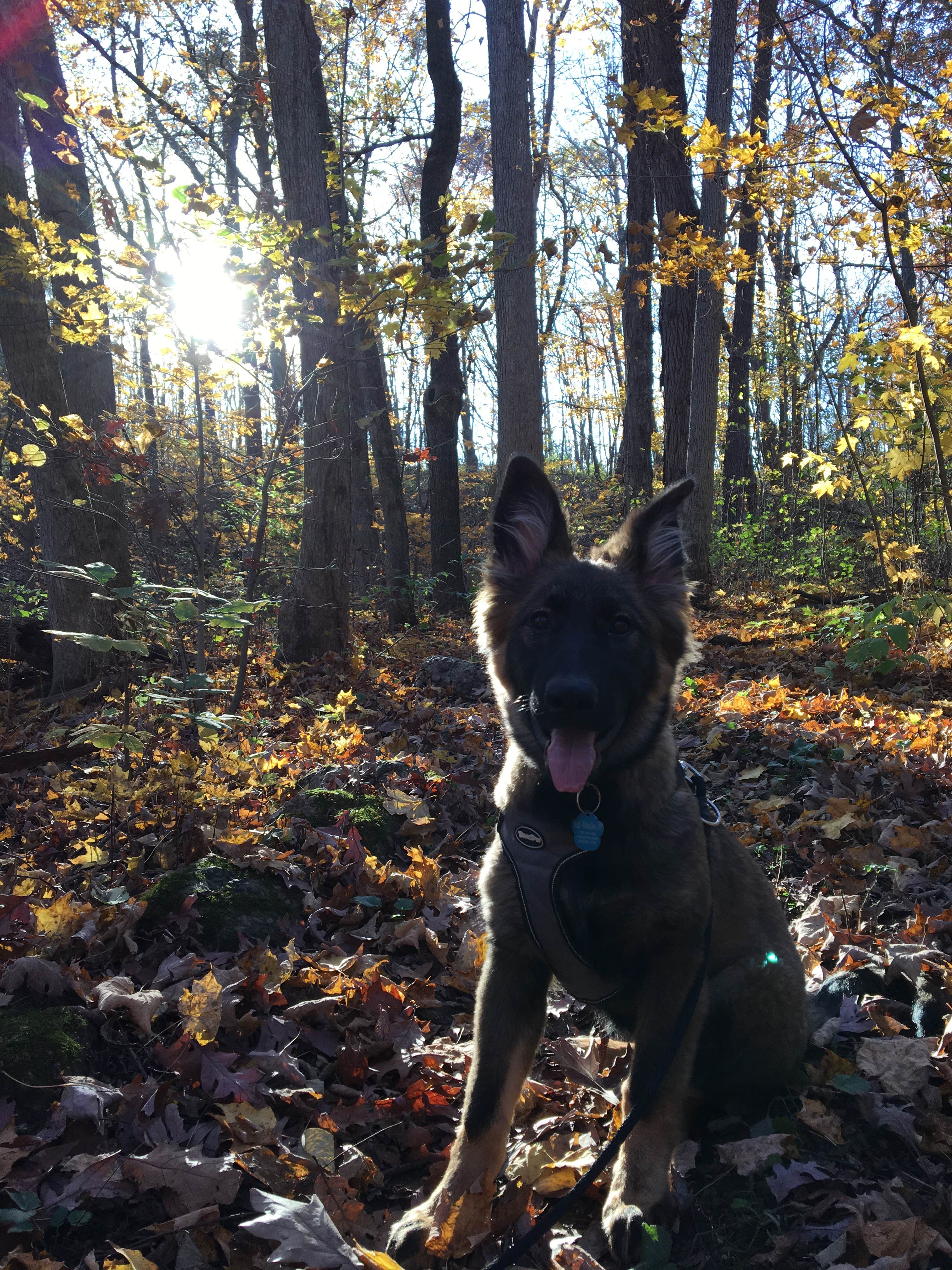 Kristina K.'s photo of camping with pets at Blue Mound State Park Campground near Oregon, WI
