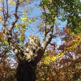 Review photo of Elk Knob State Park Campground by Fain H., October 27, 2016