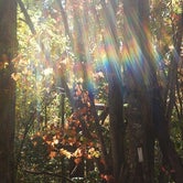 Review photo of Savage Falls Campground — Savage Gulf State Park by Lavender T., October 28, 2016