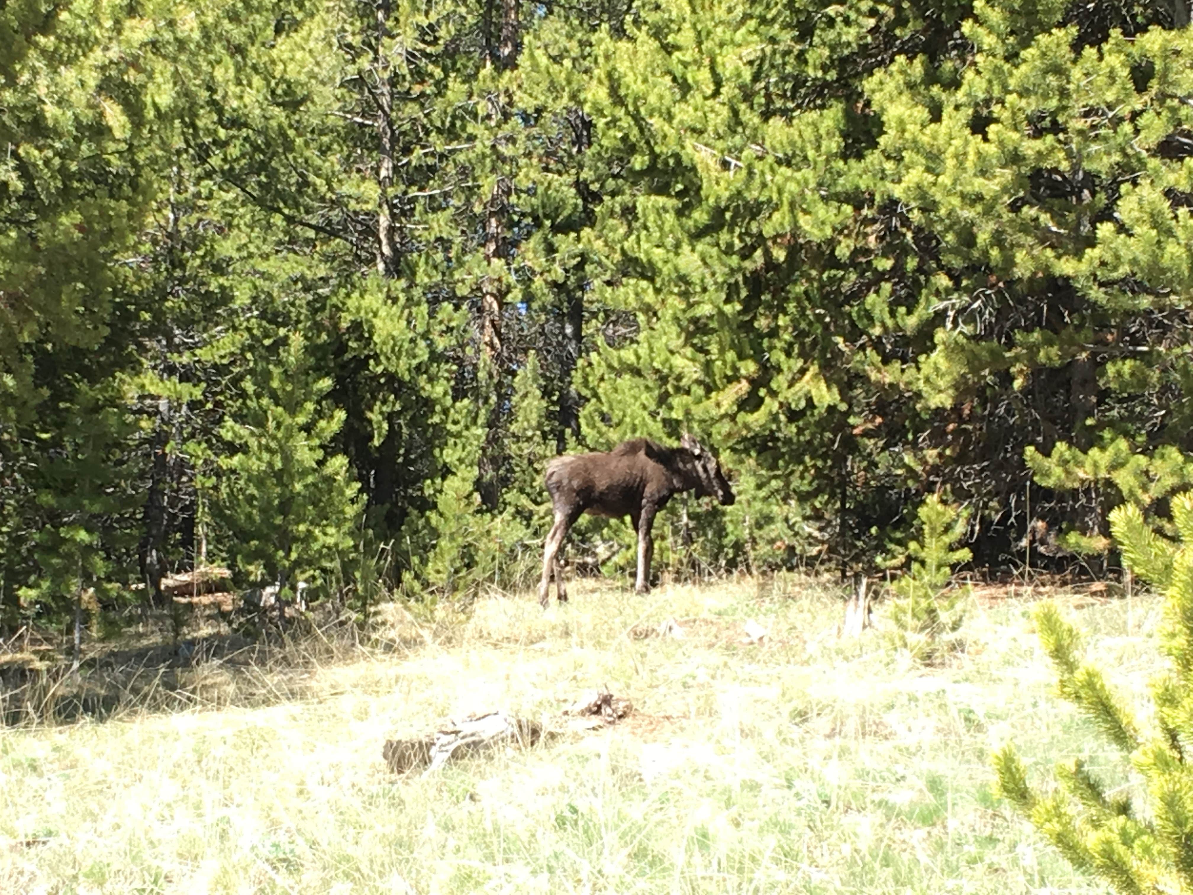 Camper-submitted photo at Sitting Bull Campground near Ten Sleep, WY