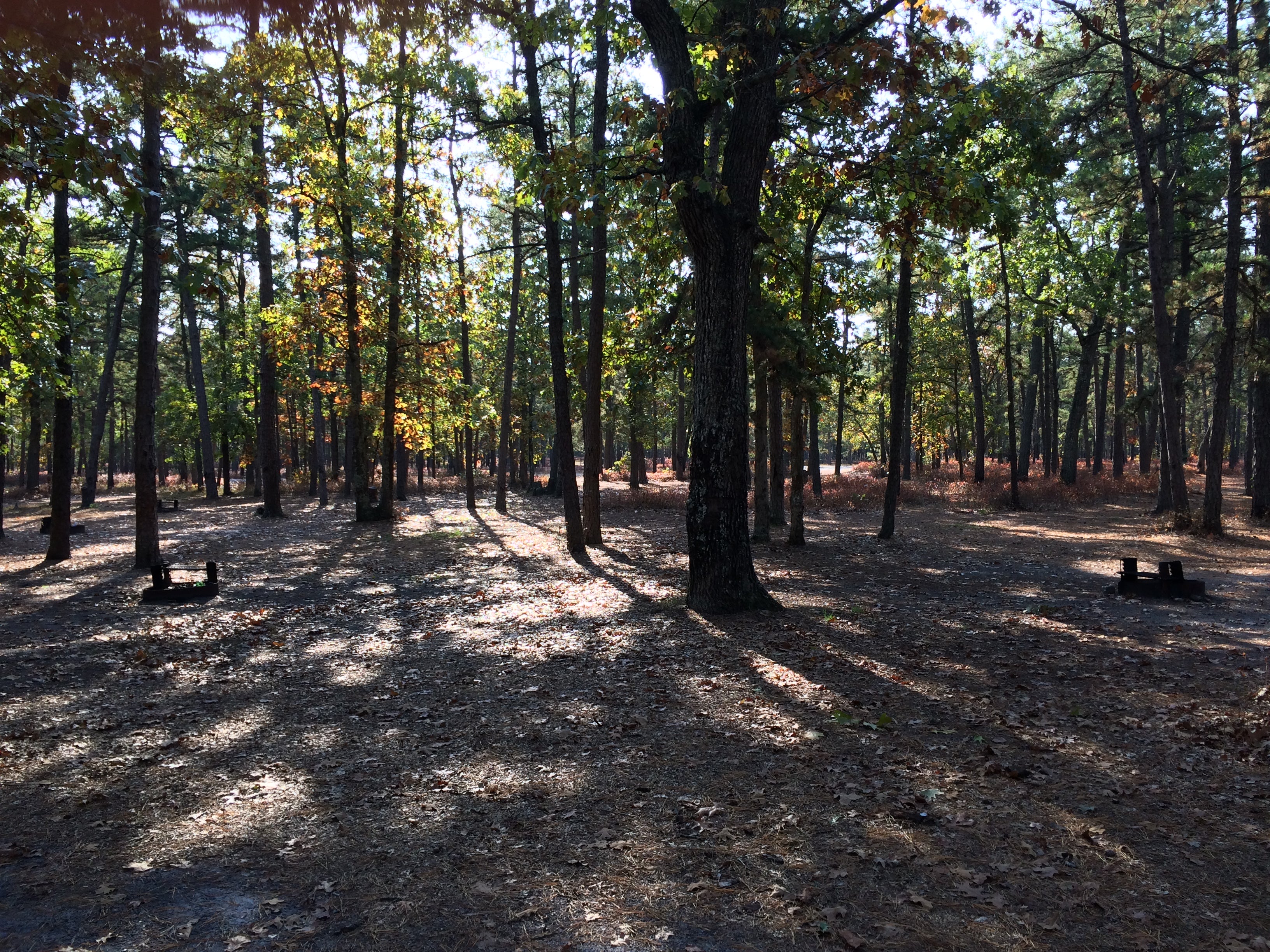 Camper submitted image from Batona — Wharton State Forest - 2