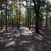 Review photo of Batona — Wharton State Forest by Brittany L., October 31, 2016