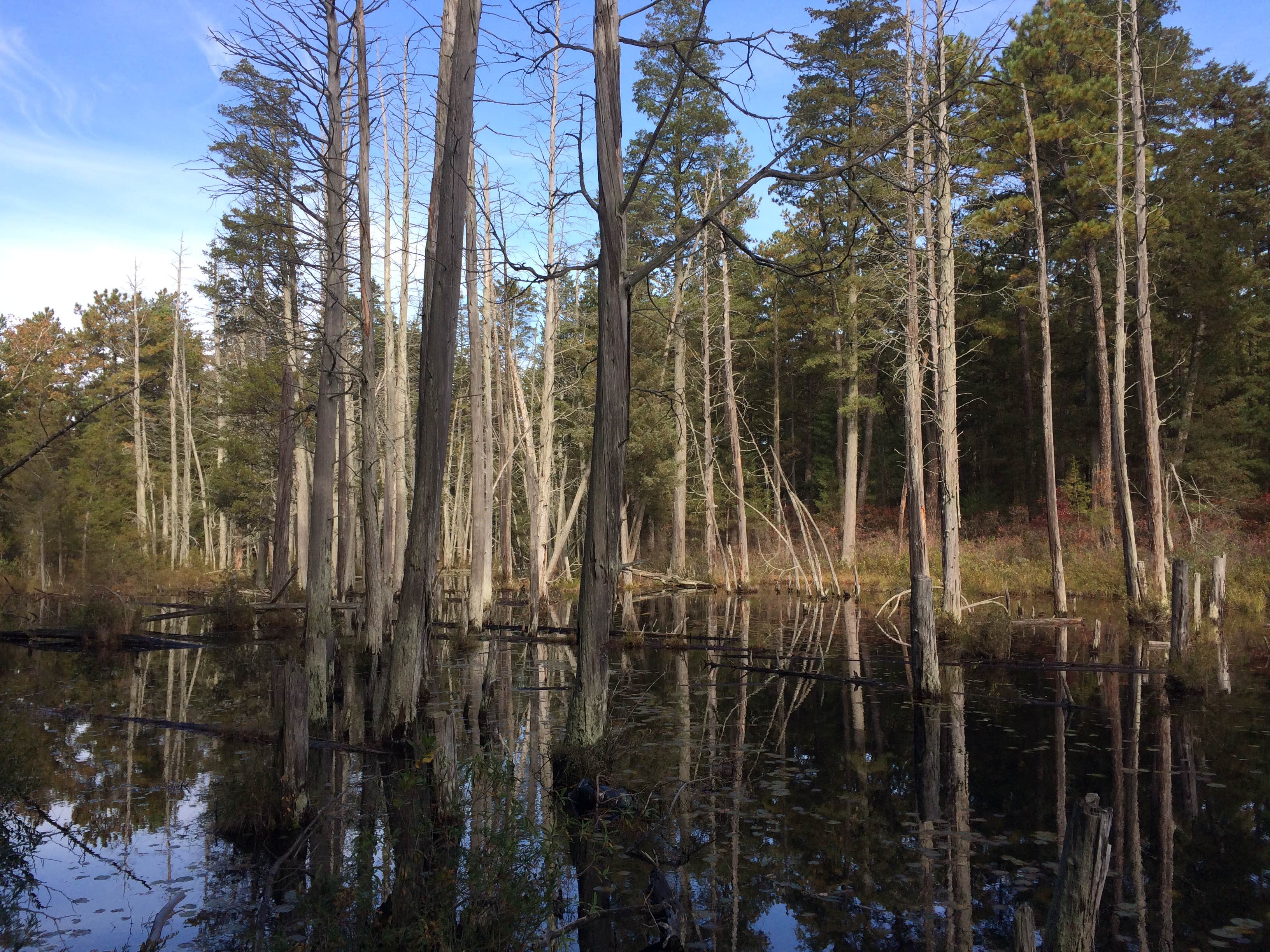 Camper submitted image from Batona — Wharton State Forest - 5