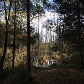 Review photo of Batona — Wharton State Forest by Brittany L., October 31, 2016