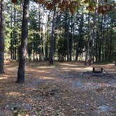 Review photo of Batona — Wharton State Forest by Brittany L., October 31, 2016