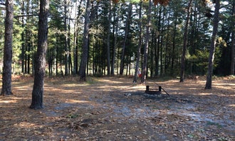 Camping near Turkey Swamp Park: Batona — Wharton State Forest, Chatsworth, New Jersey