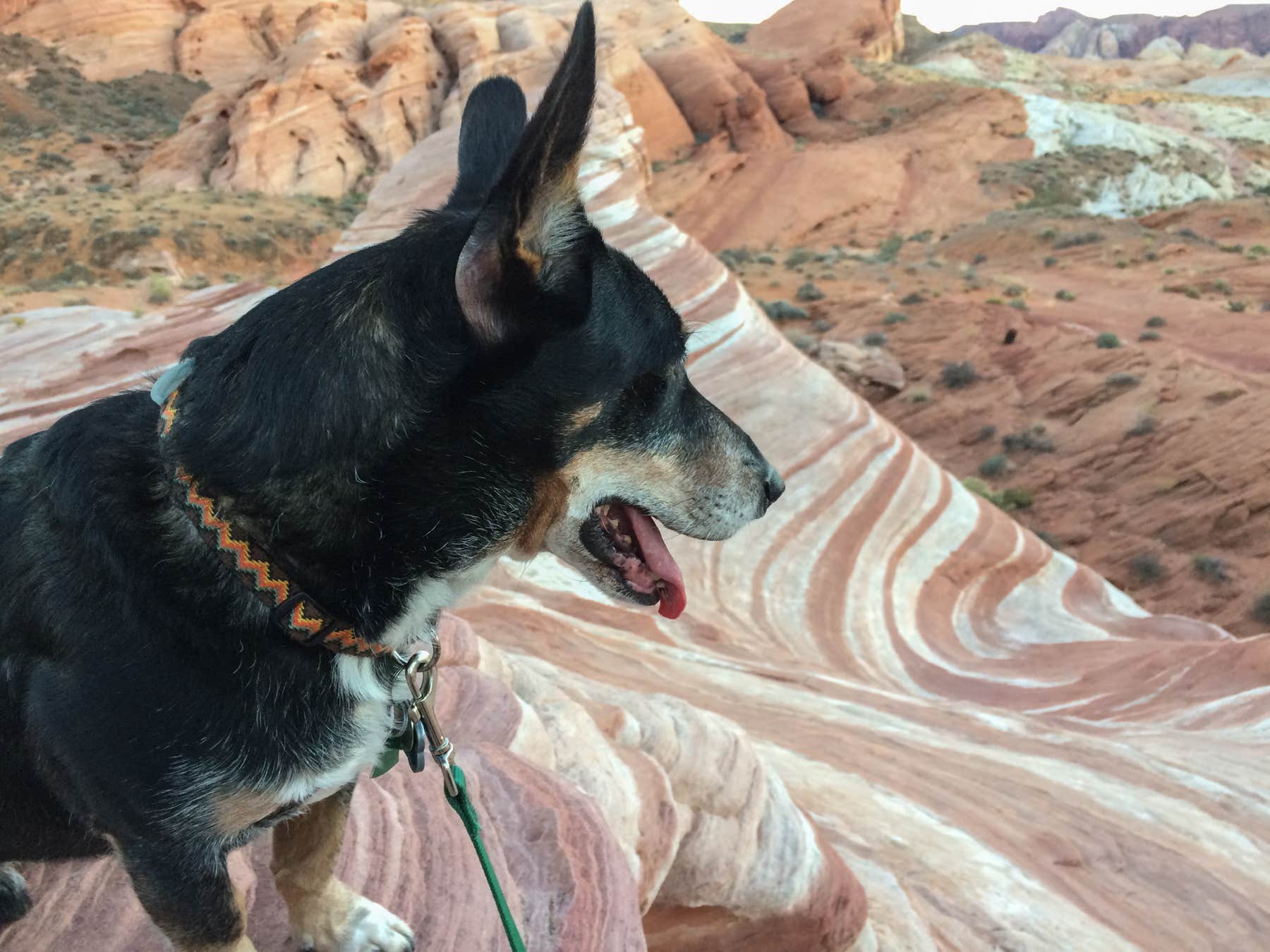 Cōllette M.'s photo of camping with pets at Atlatl Rock Campground — Valley of Fire State Park near Willow Beach, AZ