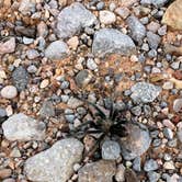 Review photo of Atlatl Rock Campground — Valley of Fire State Park by Cōllette M., November 2, 2016