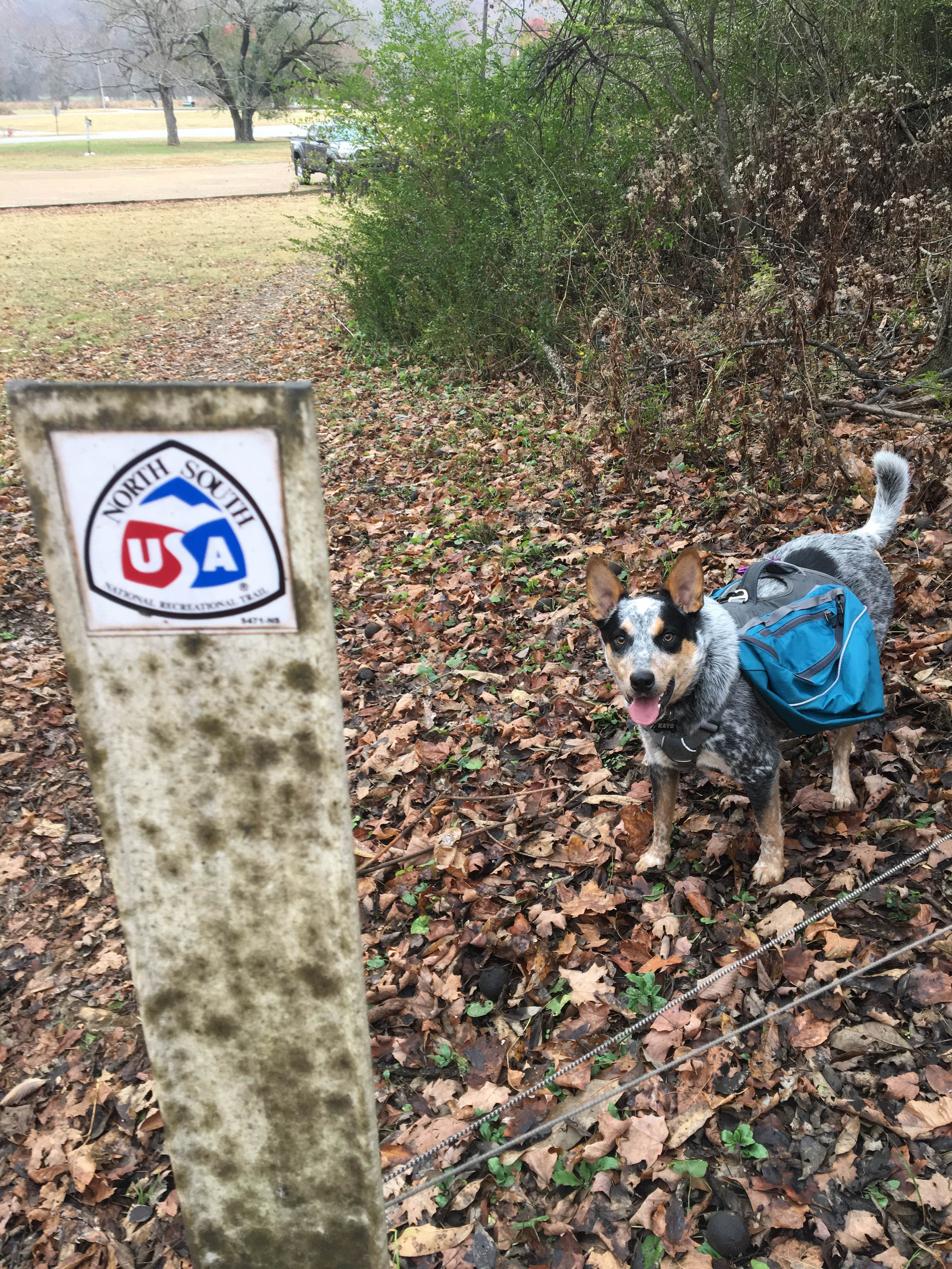 Shelly S.'s photo of camping with pets at Piney Campground near New Johnsonville, TN