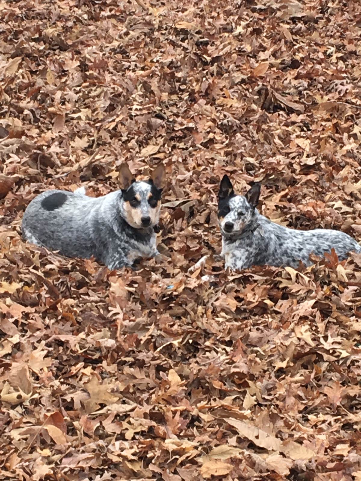 Staci R.'s photo of camping with pets at Energy Lake Campground near Kuttawa, KY